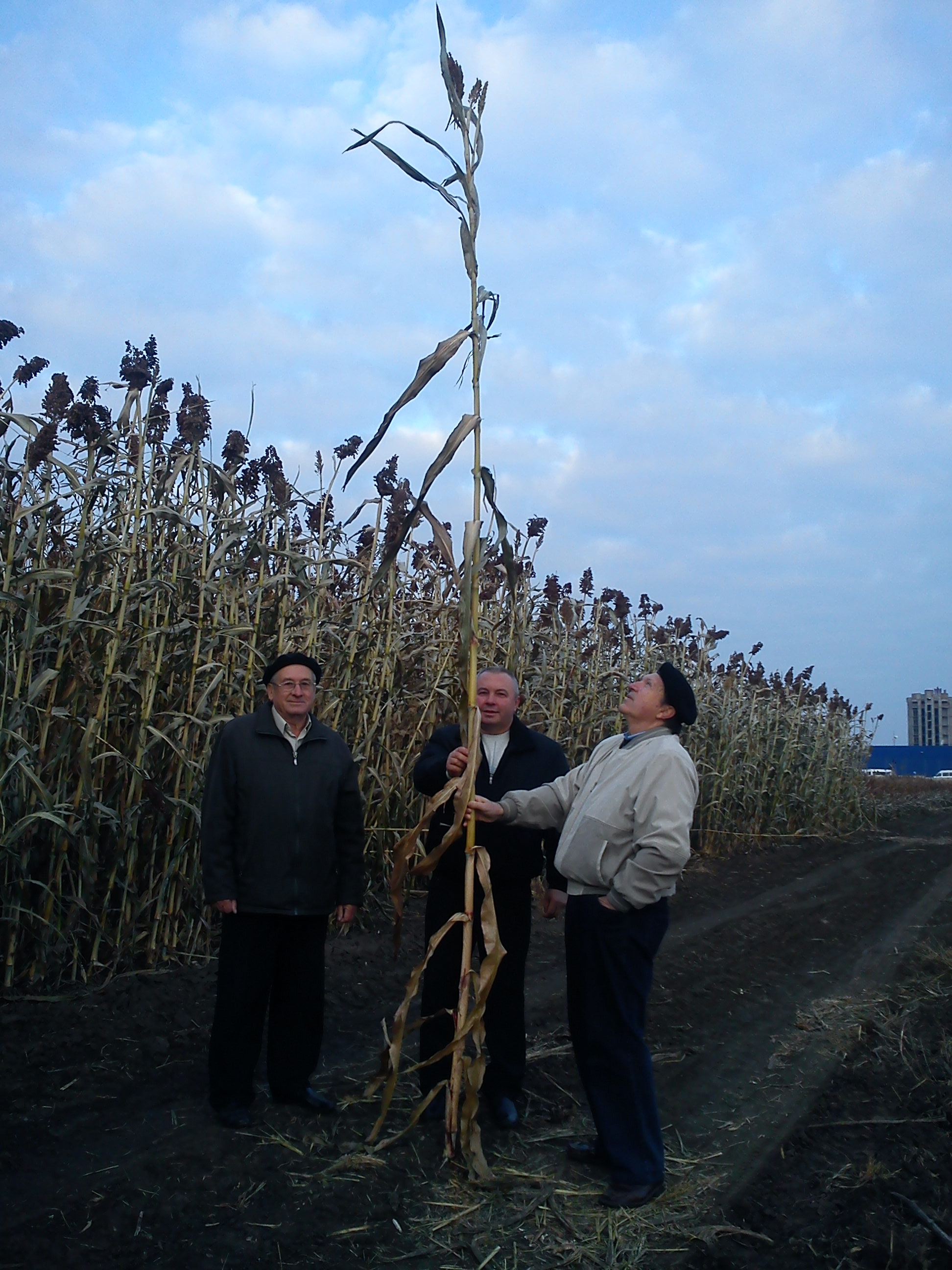 Scientists measuring sorghum plant in the field