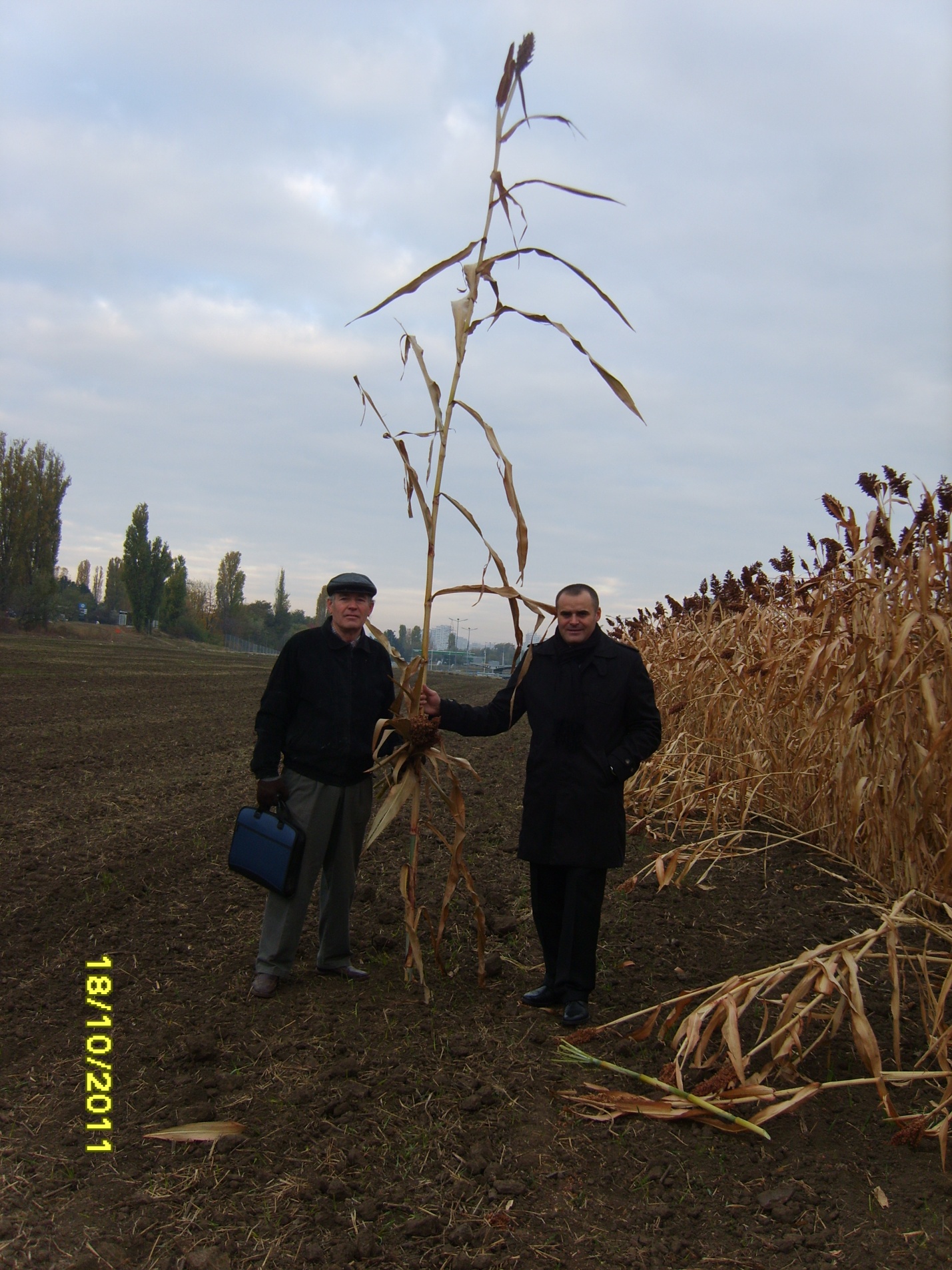 Researchers in sorghum field, 2011