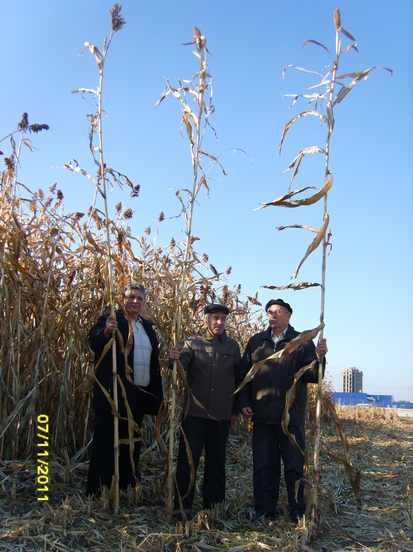 Scientists with sorghum hybrids, 2011