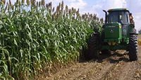 Sorghum syrup facts