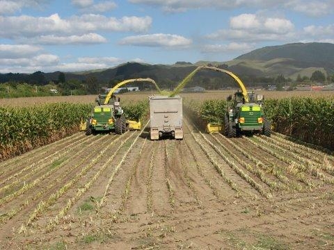 Dual harvester machines in sorghum field