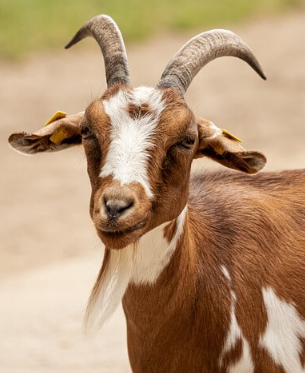 Goats