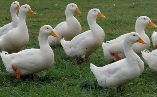 Ducks