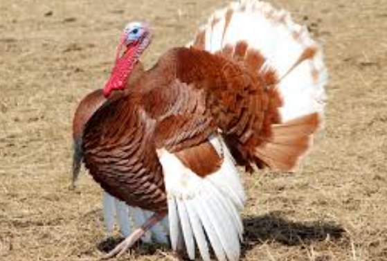 Turkey
