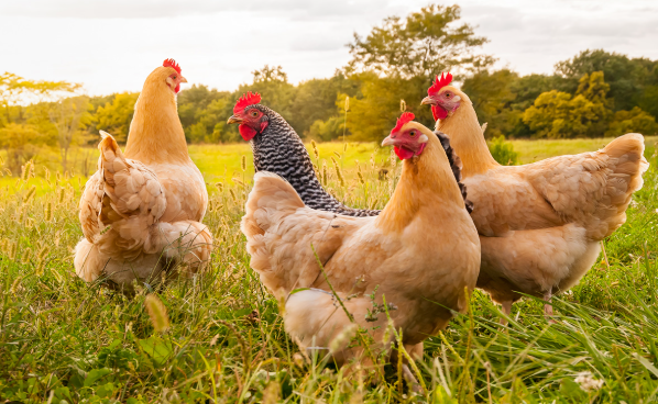 Poultry