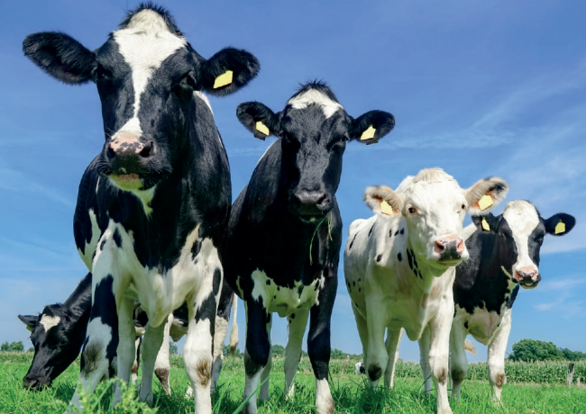 Cattle