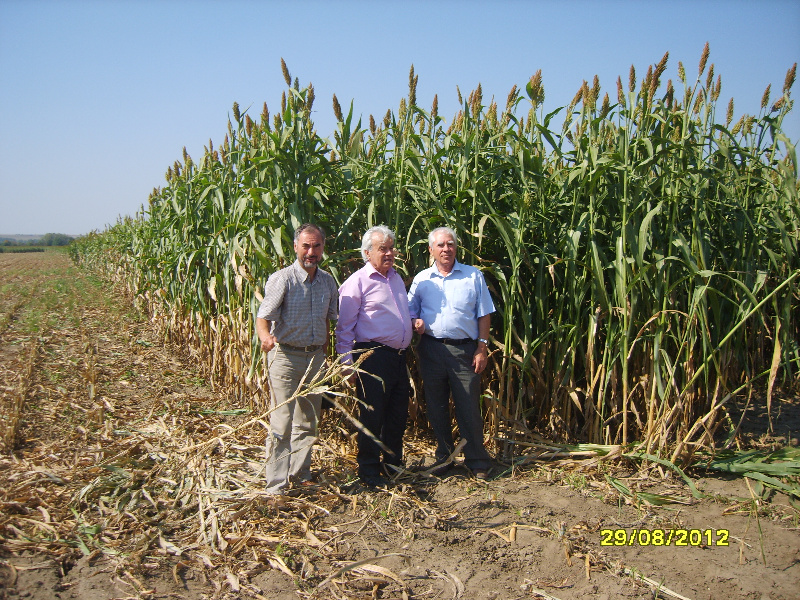 Sorgreed harvest