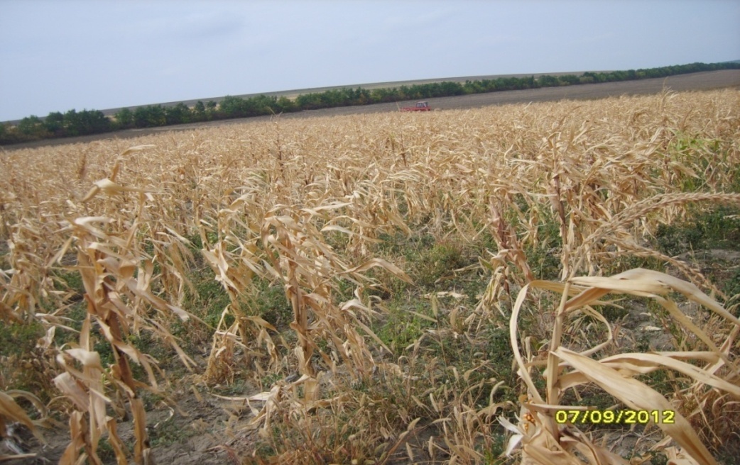 Sorgreed field