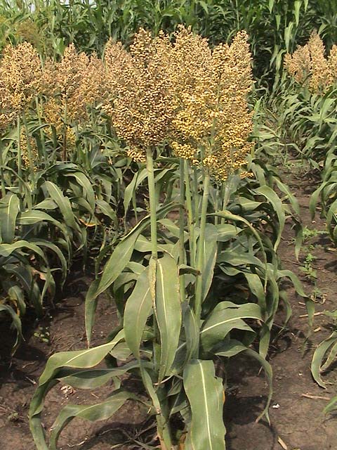 Soriz plant