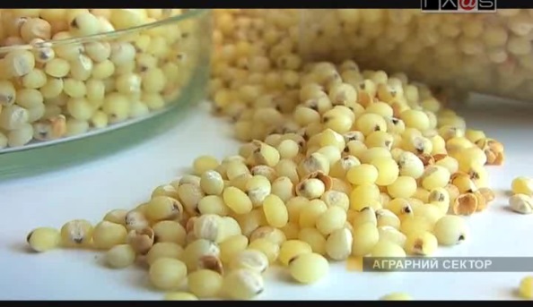 Soriz harvest
